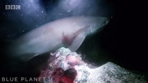 Terribles attaques de requins sur un sous marin de scientifiques