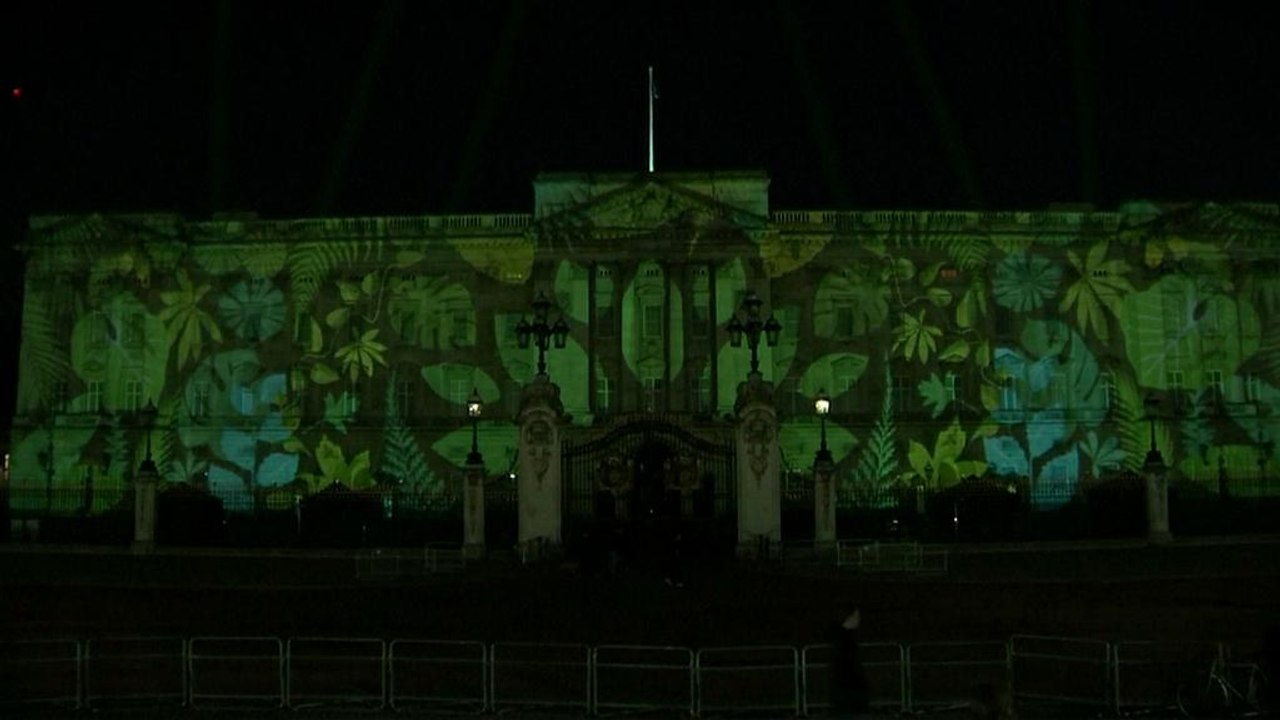 Rainforest lights up Buckingham Palace