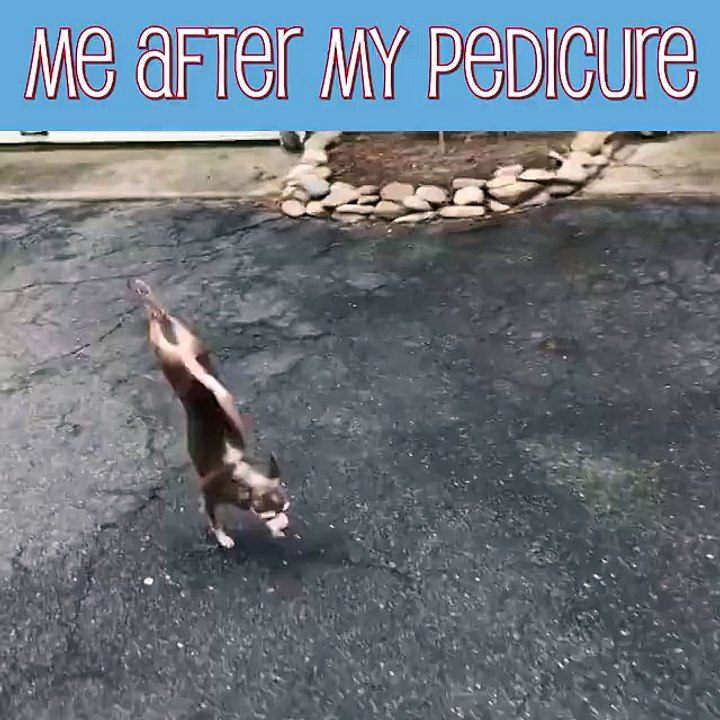 Funny dance of a pet dog
