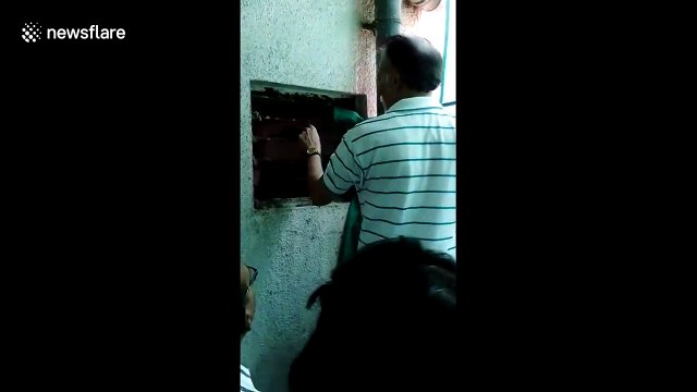 Leopard trapped in house tries to escape through window