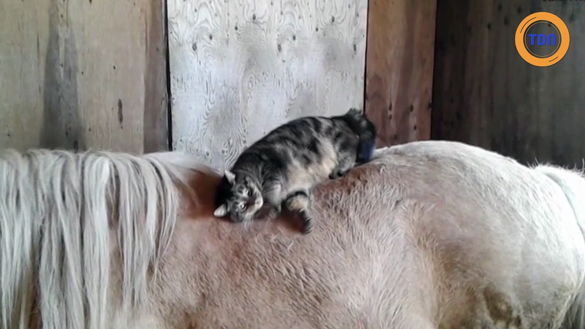 Chat Dort Sur Le Dos D Un Cheval Video Dailymotion