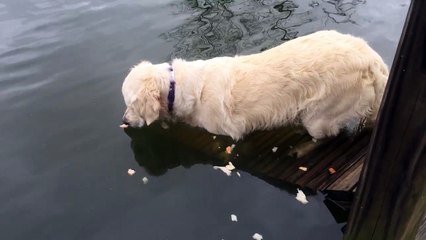 Yem olarak ekmeği kullanıp balık tutan zeki köpek