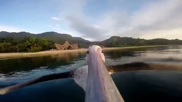 Yavru pelikandan ilk uçuş denemeleri