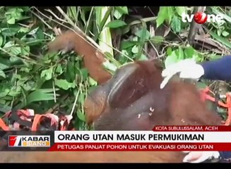 Tiga Kali Tembak Bius, Orangutan Masuk Permukiman Melawan