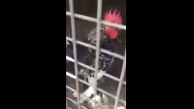 'Ekmeleddin' diye öten horoz sosyal medyayı salladı