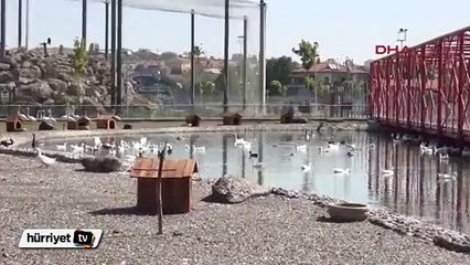 Yangını söndürmek için hayvanat bahçesinden su aldı, hayvanlar telef oldu