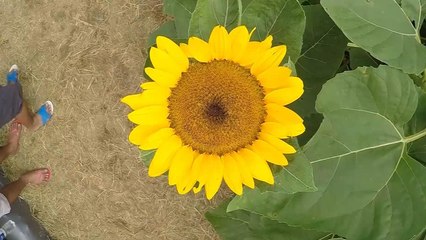 هذا الصباح-حديقة لزهرة دوار الشمس شمال مانيلا