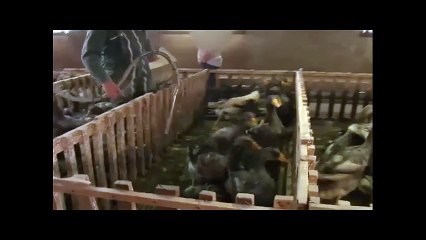 İşte yemeğe kıyamayacağınız kaz ciğeri tarifi!