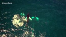 Drone footage captures whale family 'playing' together off Mexico