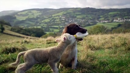 Kuzuya süt içiren çoban köpeği