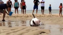 Karaya vuran köpek balığını böyle kurtardılar