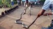 Indian King Cobra Caught On Village- Viral India -Love Animal