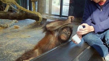 Sihirbazlık numarasına kahkaha atan orangutan