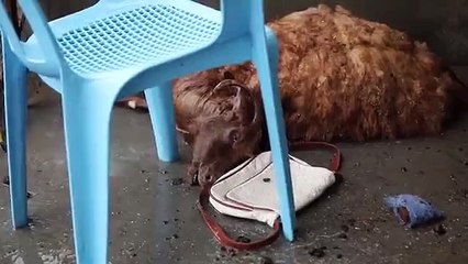 Dargeçit&#39;te yasağın ardından dehşet görüntüleri: Evler harabe, yollar ölü hayvanlarla dolu