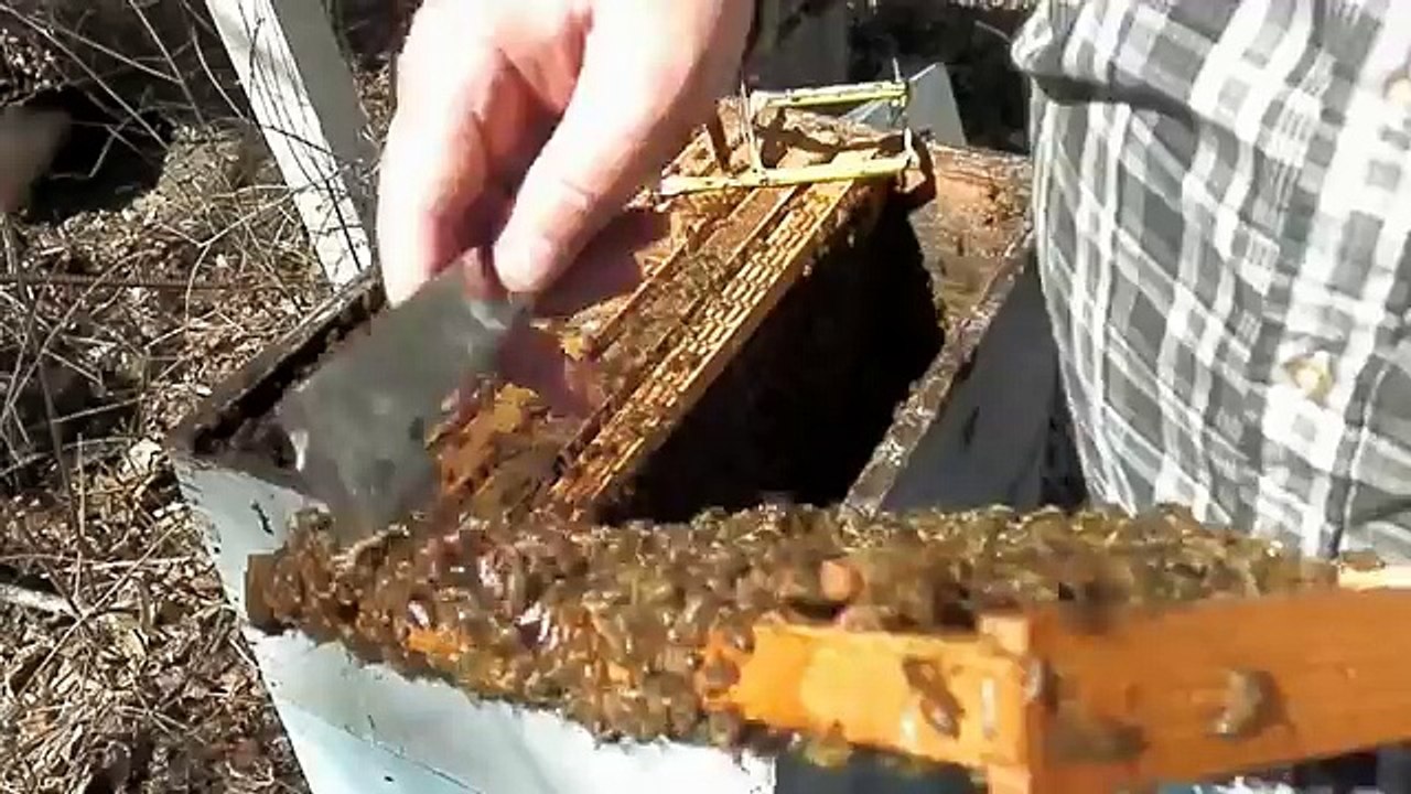 Splitting A Really Nice Box Of Bees