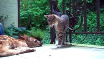 Kedinin yavru geyikle arkadaşlık kurma çabası
