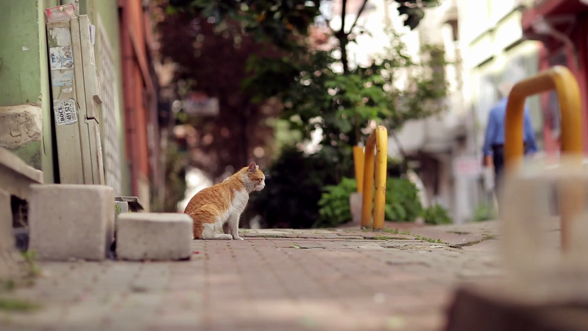 Istanbul 39 Un Kedileri Belgesel Oldu Dailymotion Video