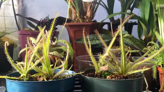 How to grow Carnivorous plants/ Detailed King Sundew Drosera regia Care and Culture