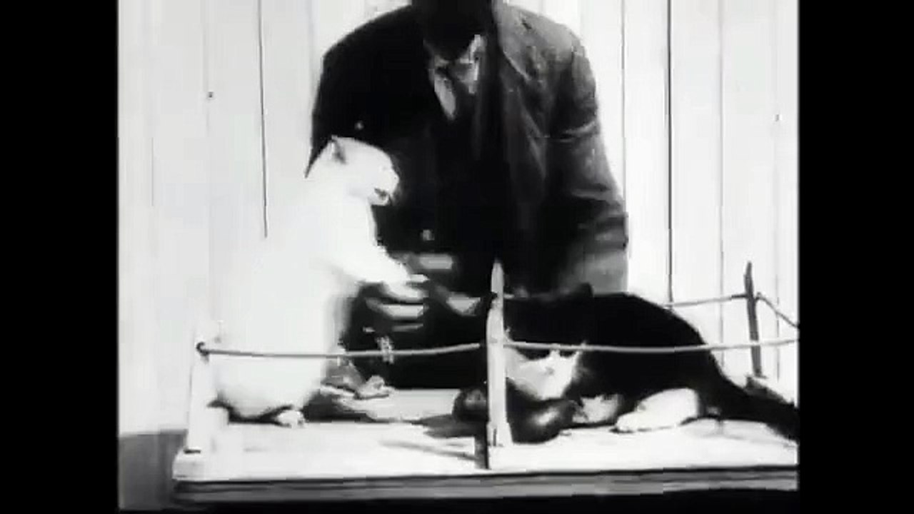 Lumière kardeşlerin 1898'de 16 kare tekniğiyle çektiği ilk kedi görüntüleri