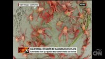 Miles de cangrejos invaden la playa de San Diego