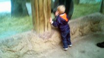 Hayvanat bahçesindeki gorille saklambaç oynayan küçük çocuğun mutluluğu