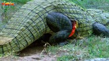 Super Killer Crocodile