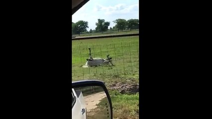 Ölü taklidi yapan midilli