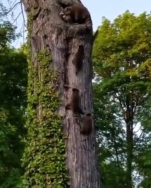 Une maman est ses bébés ratons laveurs en pleine séance d'escalade