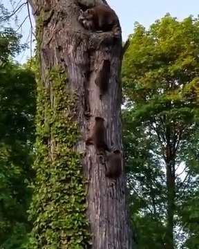 Une maman est ses bébés ratons laveurs en pleine séance d'escalade