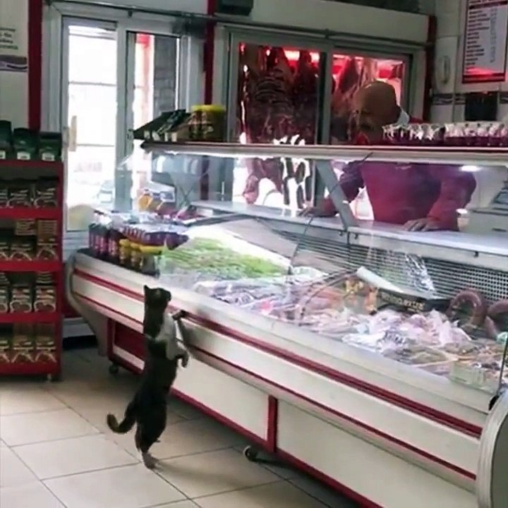Un chat vient demander à manger au boucher du coin