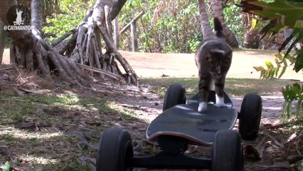 Komutları yerine getiren kedi