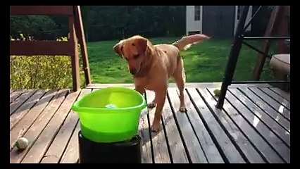 Kendi kendine oynarken çok eğlenen köpek