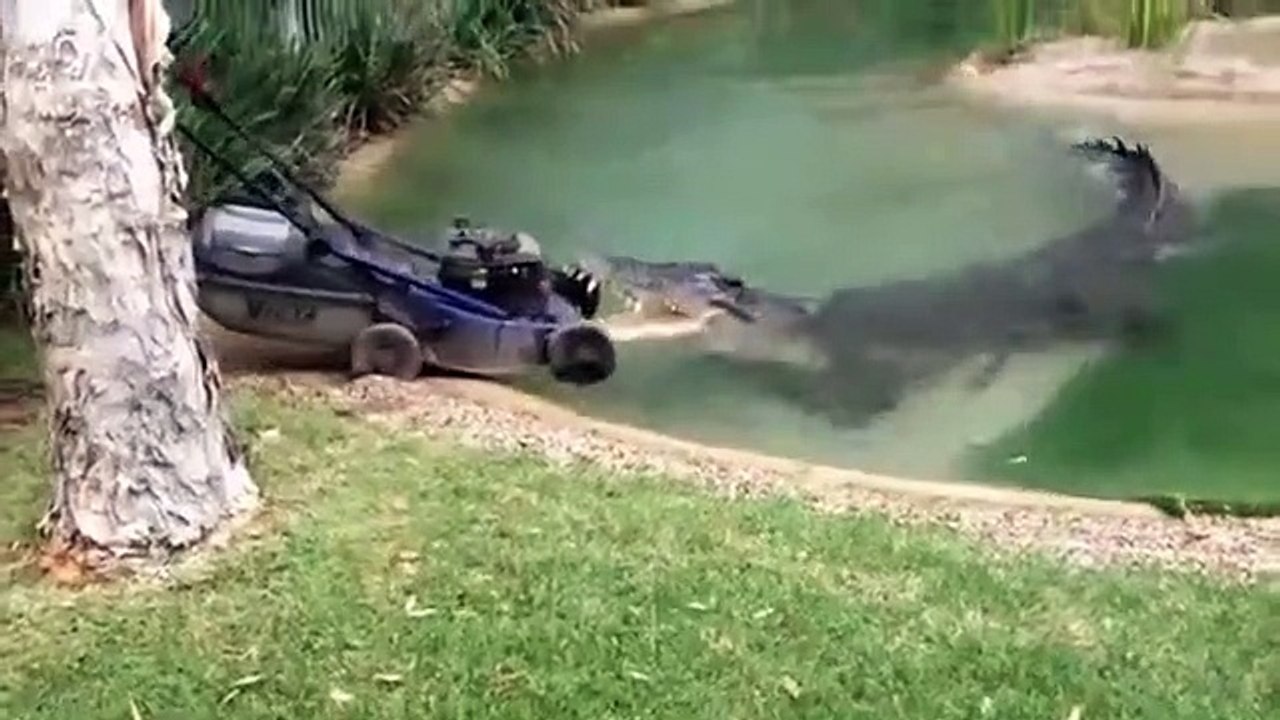 Çim biçme makinasına saldıran timsah...