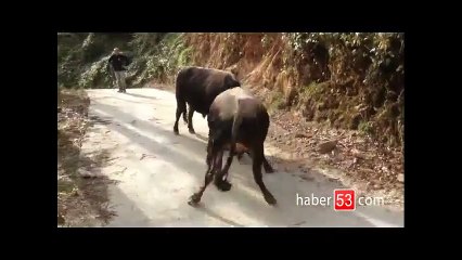 Boğa uçurumdan düştü, sahibi "Bir şey olmaz" dedi