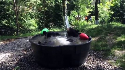 Sıcaktan bunalan ayının küvet keyfi...