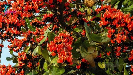 कमरकस के फायदे   Daily Health Care