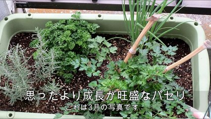 パセリが増えすぎて困ってます（ベランダ菜園）