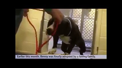 Sahiplendirilen köpeğin mutluluğu