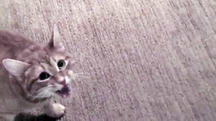 Sosyal medya, sahibinin üzerine yürüyen kediyi konuşuyor