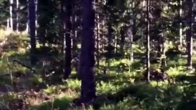 Ayı saldırısından ıslık çalarak kurtuldu