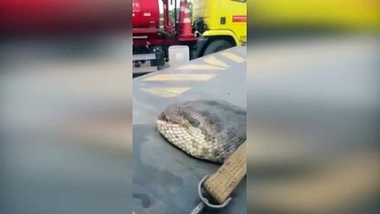 Brezilya&#39;da yarım ton ağırlığında dev yılan yakalandı