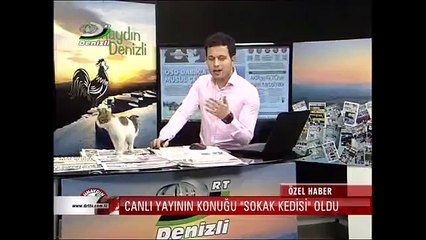 Yavru kedi canlı yayını bastı