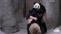 Las rabietas de dos pandas bebés