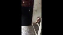 Acıkan kedi kapıyı 2 kere çalar