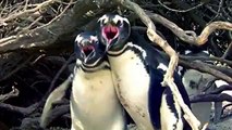 Eşini başkasıyla ‘basan’ penguen çılgına döndü