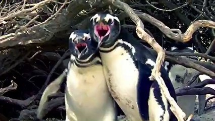 Eşini başkasıyla ‘basan’ penguen çılgına döndü