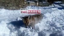 Bayburt'ta bir tilki ayakta donarak öldü iddiası
