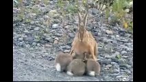 Yavrularını emziren anne yaban tavşanı
