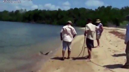 Balıkçının yakaladığı köpek balığını çalmaya çalışan timsah