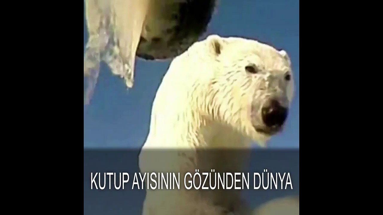 Bir kutup ayısının eriyen buzullar arasında yaşam mücadelesi
